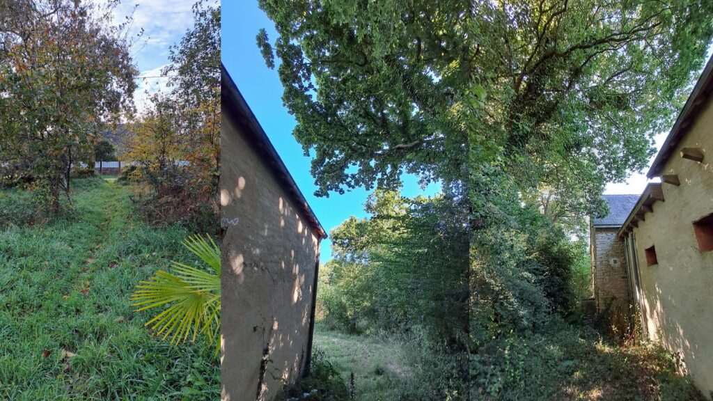 Travaux à Moëlan, élagage des arbres et arbustes, éclaircissement